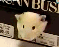 fc536cf387c9f1cc7dbef6b66852f213_MbXrx2oVGauMCovGlu.gif