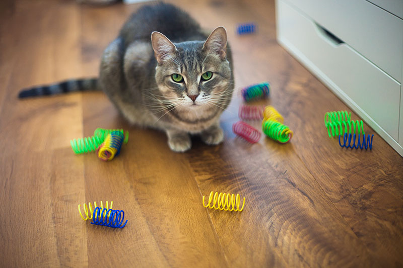 kittyclysm-cat-blog-testing-ethical-pet-toy-springs-review.jpg
