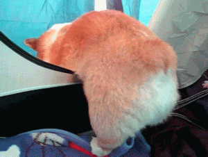 57848d2fa609371b55af5d91f8a1c7df_1401161026.91.gif