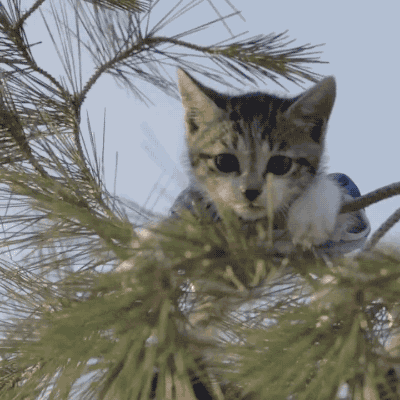 giphy (2).gif