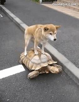 shiba.gif