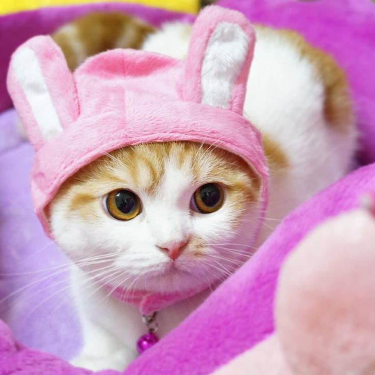d96514f3952bb90c33c5005b8456ae1a--cats-in-costumes-happy-easter.jpg
