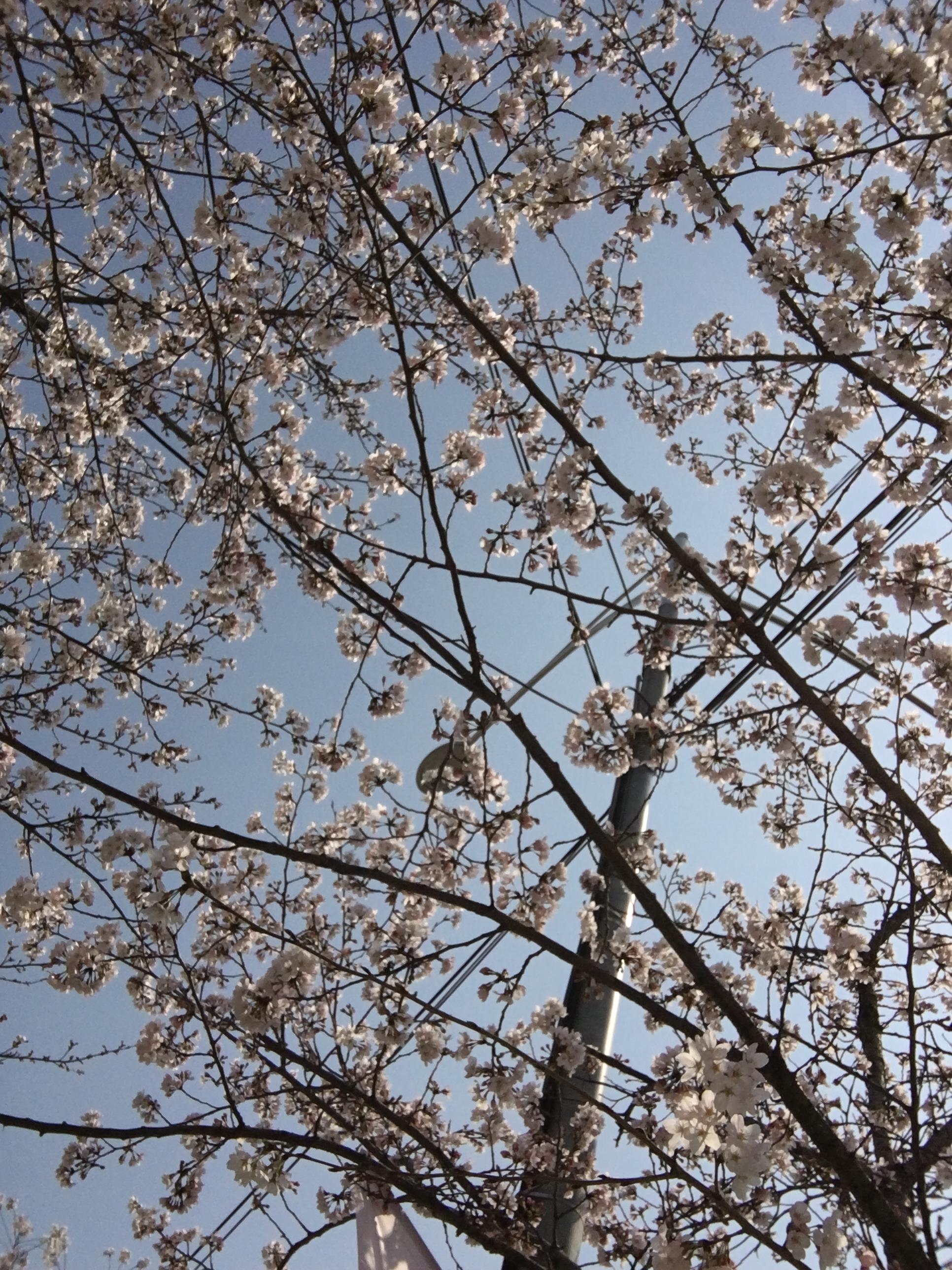 image.jpeg : 여의도 다녀왔어요~
