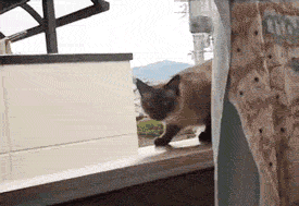 cat-jumps-off-ledge.gif