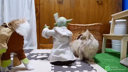 3.gif : 냥이 장난감