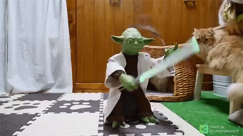 2.gif : 냥이 장난감