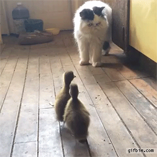 04-funny-gif-191-cat-runs-from-ducklings.gif