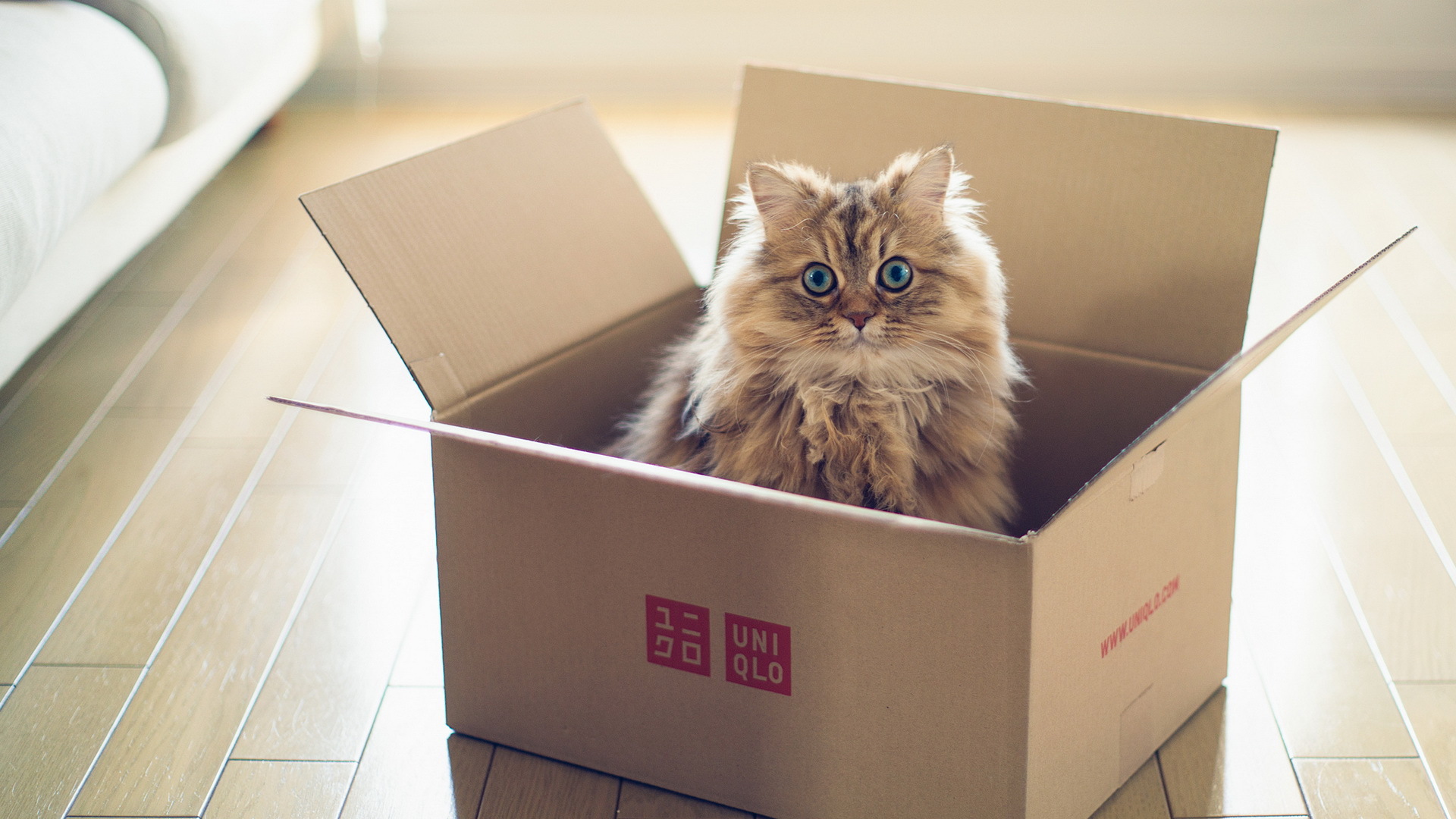 cats-kittens-box-wallpaper-1.jpg